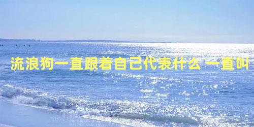 流浪狗一直跟着自己代表什么 一直叫